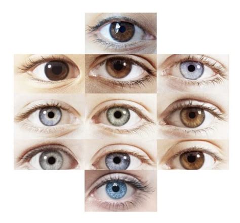 Eye Colour Genes And Genetics Genetic Education