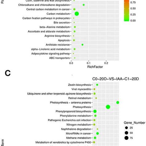 The Kegg Enrichment Of Degs In Comparison Groups Under The Iaa