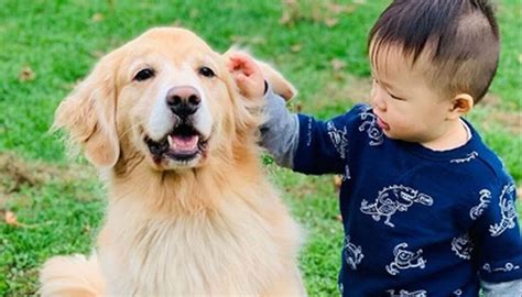 Por Qué Los Perros Golden Retriever Son Los Mejores Perros Para Niños