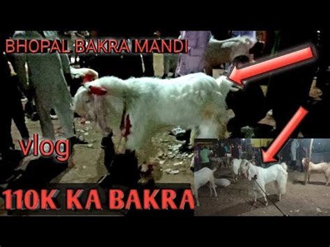 BHOPAL TALKIES BAKRA MANDI MAI MILA 110K KA BAKRA 14 Jun 2024