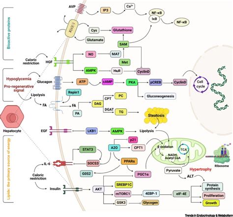 Metabolic Hallmarks Of Liver Regeneration Trends In Endocrinology