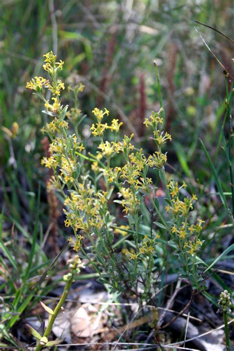 Curved Rice Flower Pimelea Curviflora Flickr