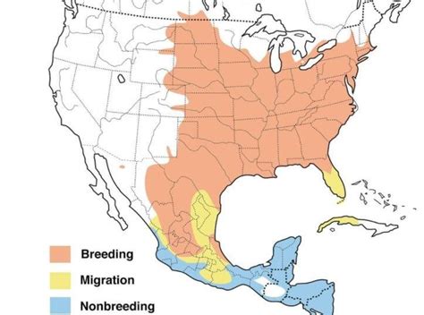 8 Types Of Orioles Found In The United States 2024 Orioles