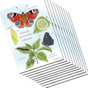 Peacock Butterfly Lifecycle A5 Chart Educational Card Insect Postcard