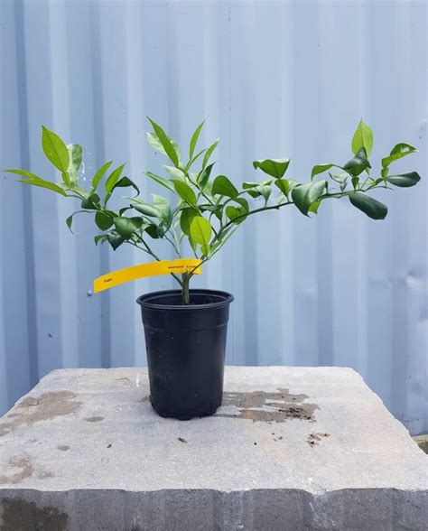 Yuzu Orange – Urban Seedling