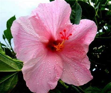 Seminole Pink Tropical Hibiscus Live Plant Bush Large Single Flower Landscape Type Starter Size