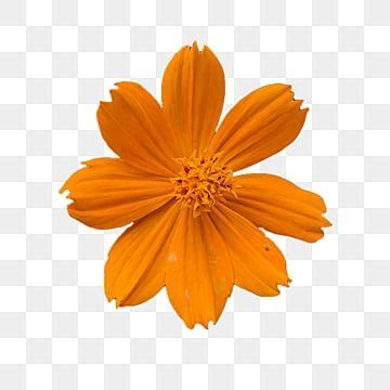 Linda Flor De Flor Cor Laranja Png Plantar Flor Laranja Imagem