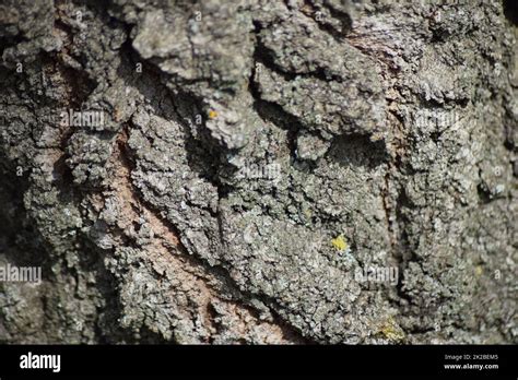 Background from tree bark Stock Photo - Alamy