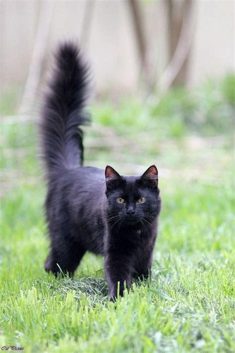 Stylish And Chic What Breed Is My Long Haired Black Cat Hairstyles