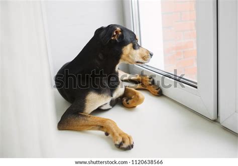 Inbred Dog Sits Looks Out Window Stock Photo 1120638566 Shutterstock