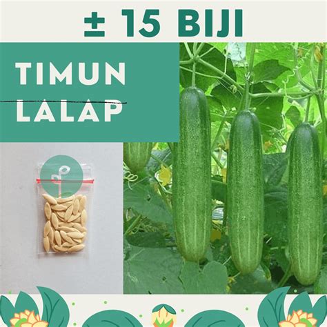 Jual 15 Benih Bibit Timun Lalap Hijau Benlebat Sayuran Mentimun Bintang