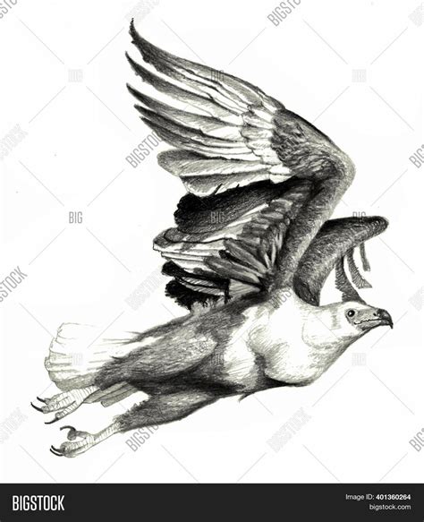 Eagle In Flight Artwork Bald Eagle Pencil Drawing Print Bird Art Signed