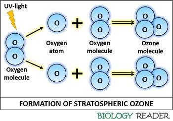 Ozone Formation - Definition, Properties & Generation - Biology Reader