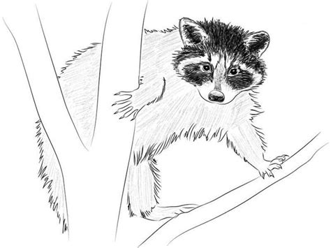 How To Draw A Racoon With A Pencil Step By Step Drawing Tutorial