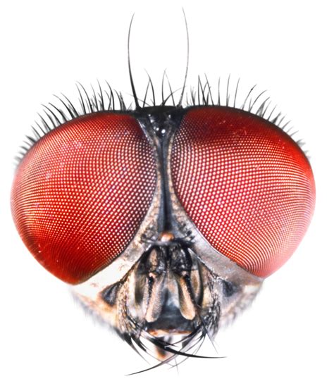 Insect Eyes | Compound Eyes of Insects | DK Find Out | Insect eyes ...