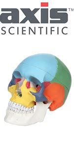 Axis Scientific Part Didactic Human Skull Model Life Size Painted