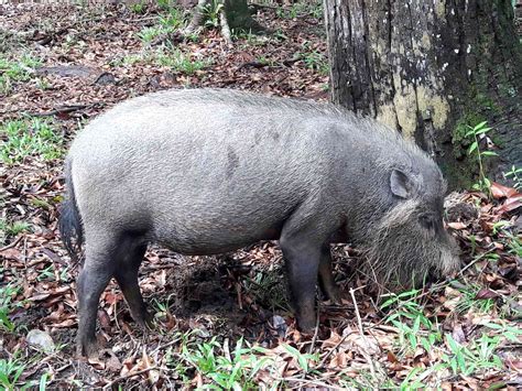 Wild Boars at Bako National Park, Sarawak. Read more about Borneo on Unakriti. # ...