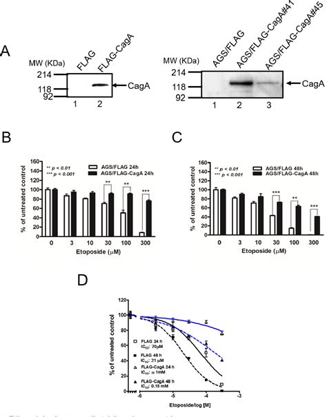 Figure From Helicobacter Pylori Caga Protein Activates Akt And