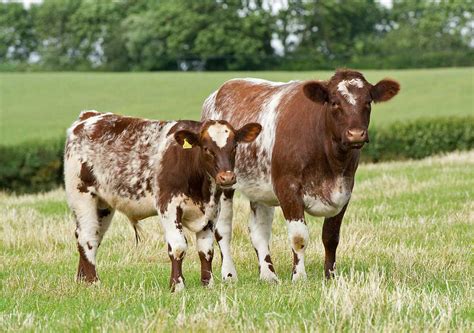 Wenmar Beef Shorthorns Specialist Breed Shorthorn Cattle In