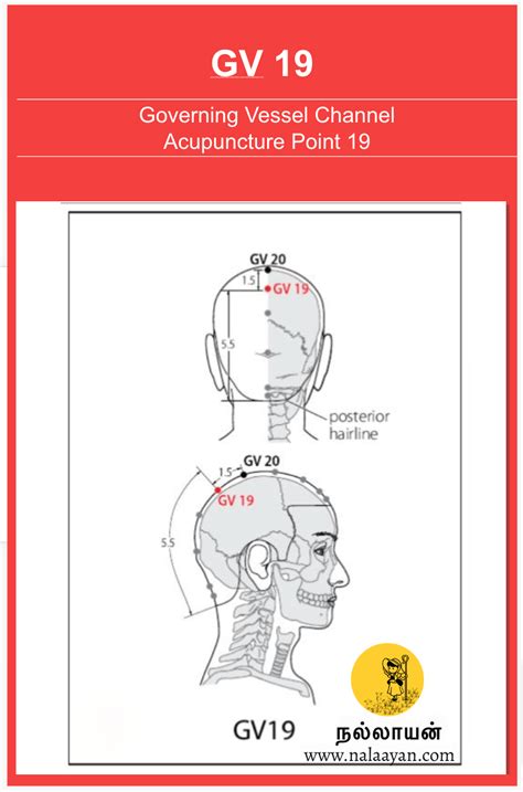 St 42 Acupuncture Point The Good Shepherd Medium