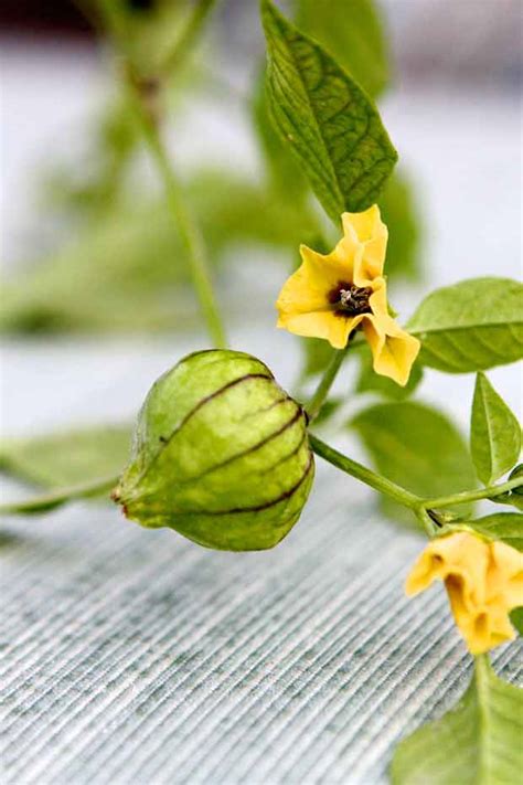 tomatillo-with-2-flowers