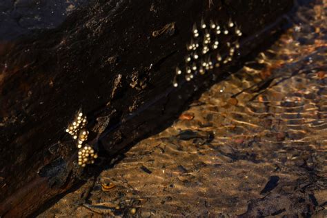 Southern Two Lined Salamander Eurycea Cirrigera Eggs Flickr