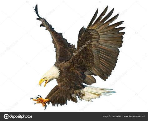 Bald eagle swoop attack hand draw and paint color on white background ...