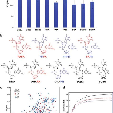 Binding Affinities Of Natural And Chemically Modified Dinucleotides For Download Scientific