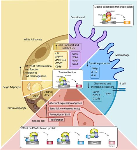 Frontiers PPARgamma In Metabolism Immunity And Cancer Unified And