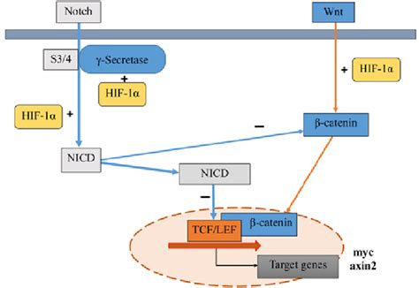 Schematic Diagram Of Potential Pathways Through Which Hif Interacts