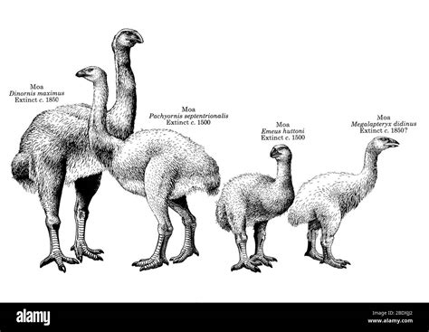 Moa extinct bird Cut Out Stock Images & Pictures - Alamy