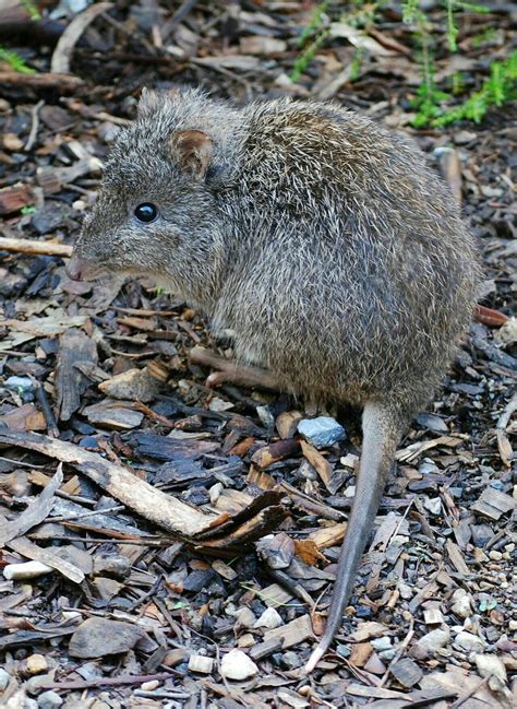 Long Nosed Potoroo Australia Animals Australian Native Animals