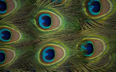 Wallpapers Of Peacock Feathers Hd Wallpapertag