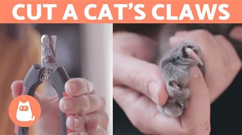 How To Cut A Cats Nails 🐱 Step By Step Guide Youtube