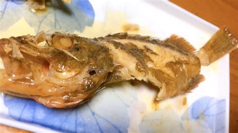 投げ釣りで釣れたガシラを料理！ガシラの煮つけを作って食してみた！