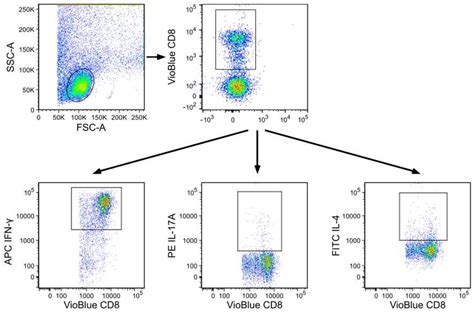 Flow Cytometric Gating Strategy The Gating Strategy For Analysis Of