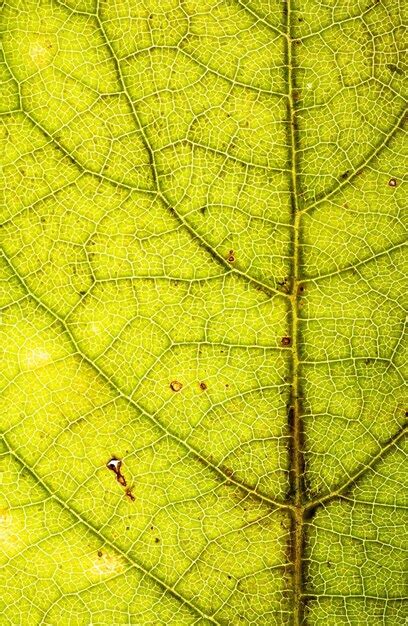 Fondo De Textura De Hoja Verde En Primer Plano Foto Premium