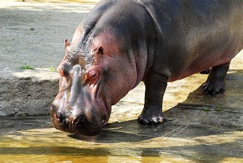 Hippo Feet Stock Photos, Pictures & Royalty-Free Images - iStock