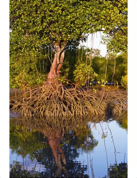 Photographic Print Of Red Mangroves Showing Distinctive Prop Roots Which