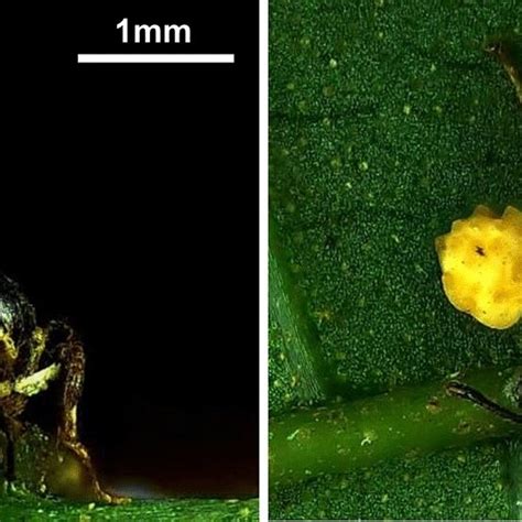 Ophiocordyceps Pseudolloydii Infected Dolichoderus Thoracicus With The Download Scientific