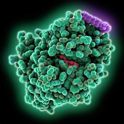 Lactose Permease Complex Photograph By Laguna Design Science Photo