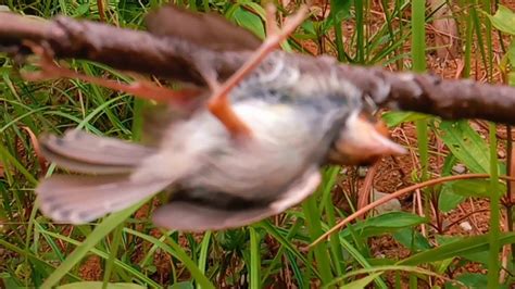 Mikat Burung Ciblek Dapat Banyak Youtube