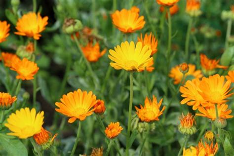 Huile V G Tale De Calendula Utilisations Et Bienfaits France Min Raux