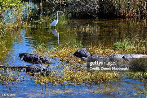 2,942 Everglades Birds Stock Photos, High-Res Pictures, and Images ...