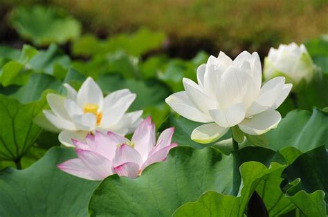 美しい・夏の花（中国山地） 綺麗な写真 日々出来事