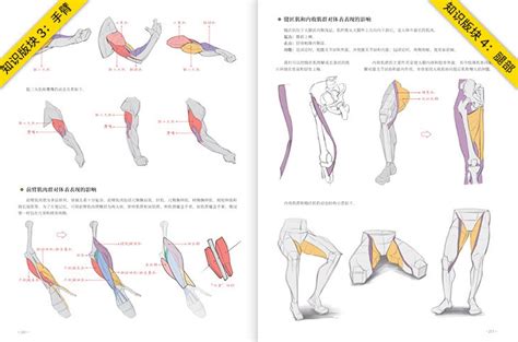 Animation Human Body Structure