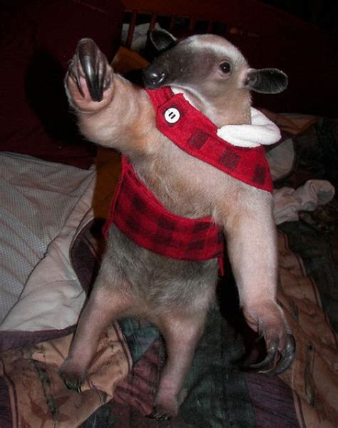 Pet Anteater (25 pics)