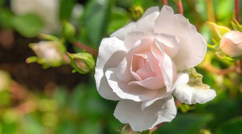 17 Drought Tolerant Roses That Thrive In Arid Climates