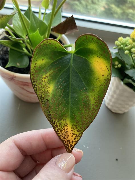 Spots On Anthurium R Plantclinic