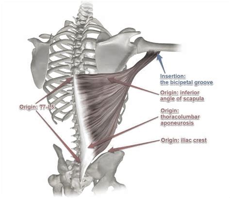 Latissimus dorsi muscle - PT Master Guide